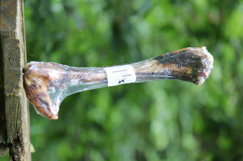 DEER BONE