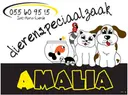 DIERENWINKEL AMALIA